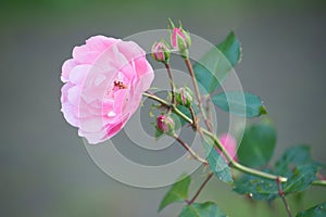 Branch of Pink Roses