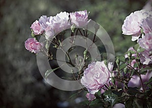 Branch of Pink Roses