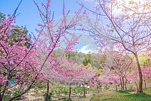 Branch with pink sakura blossoms, Chiang Mai, Thailand.