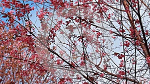 Branch of pink sakura blossoms at Phu Lom Lo mountain