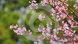 Branch of pink sakura blossoms at Phu Lom Lo mountain