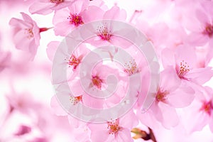 Branch of pink spring Cherry blossom flowers, close up, Japanese Harumeki Sakura