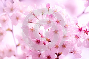 branch of pink spring Cherry blossom flowers, close up, Japanese Harumeki Sakura