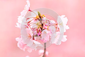 Branch of  pink spring Cherry blossom flowers, close up, Japanese Harumeki Sakura