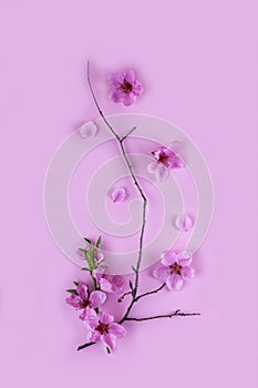 Branch with pink spring flowers