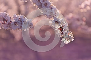 Branch of pink and white peach tree flowers on a natural background. Pink and soft fresh tones. Aitona landscape photo
