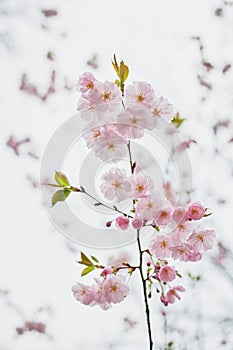 Branch of pink wild cherry blossom