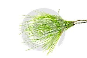 Branch of pinus cembra isolated on a white