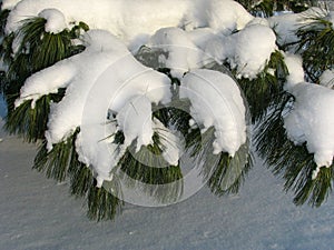 Branch of Pinus sibirica covered under the Snow