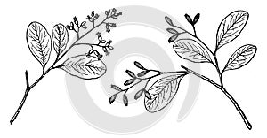 Branch of Pisonia Longifolia vintage illustration