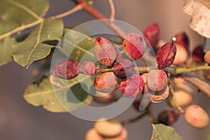 A branch of pistacia vera plant with red ripe fruits