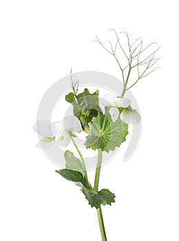 Branch of Pisum Sativum Pea with flowers  isolated on  white background. Selective focus photo