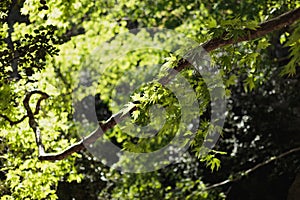 Branch of plane tree