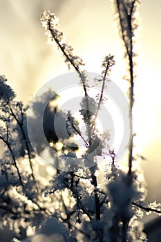 branch of the plant covered with snow winter macro