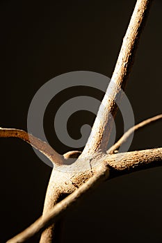 Branch of plant. Image over black background.