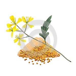 Branch plant and seeds of mustard spice.  Mustard set  isolated on white background.  Watercolor  illustration