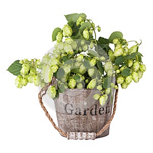 Branch plants hops, with leaves and cones standing in a wooden bucket