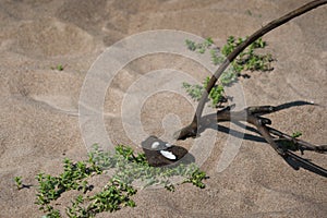 Branch, plants and stones in sea beach sand frame