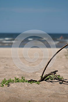 Branch and plants with view on beach and sea background