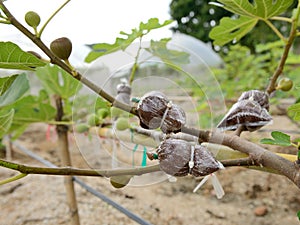 Branch in plastic,Tree graft is agricultural technique