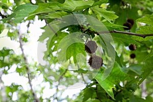 Branch of Platanus orientalis with round sycamore fruit.