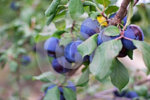 Branch with plum