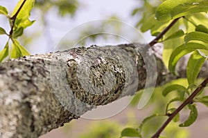 Branch of a plum tree, covered with foliose lichen, growing on the bark.