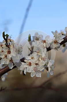 Plum tree blossoms