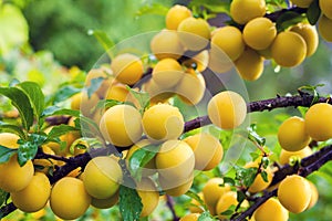 Branch of the plum tree with ripe yellow plums