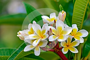 Branch of plumeria flowers