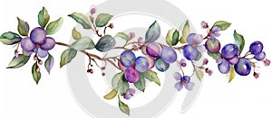 Branch with plums, flowers and leaves. Summer and harvest. Isolated watercolor illustration on white background.