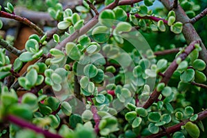 Branch of Portulacaria afra, elephant bush or dwarf jade plant. Selective focus of Portulacaria Afra - elephant bush, Porkbush is