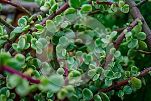 Branch of Portulacaria afra, elephant bush or dwarf jade plant. Selective focus of Portulacaria Afra - elephant bush, Porkbush is