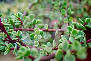 Branch of Portulacaria afra, elephant bush or dwarf jade plant. Selective focus of Portulacaria Afra - elephant bush, Porkbush is