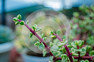 Branch of Portulacaria afra, elephant bush or dwarf jade plant. Selective focus of Portulacaria Afra - elephant bush, Porkbush is