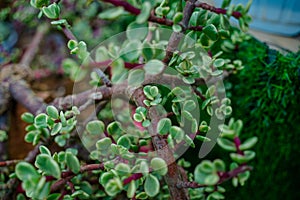 Branch of Portulacaria afra, elephant bush or dwarf jade plant. Selective focus of Portulacaria Afra - elephant bush, Porkbush is