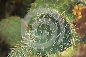 Branch of Prickly Pear Cactus