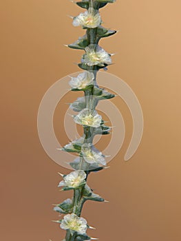 Branch of prickly Russian thistle with flowers. Salsola kali ssp. Tragus photo