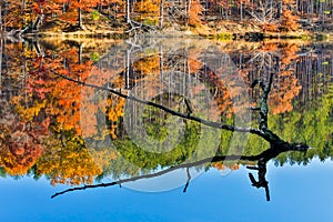 Branch Protrudes from Autumn Lake
