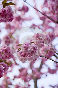 Branch of Prunus Kanzan cherry. Pink double flowers and green leaves