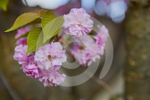 Branch of Prunus Kanzan cherry. Pink double flowers and green leaves