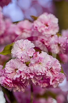 Branch of Prunus Kanzan cherry. Pink double flowers and green leaves