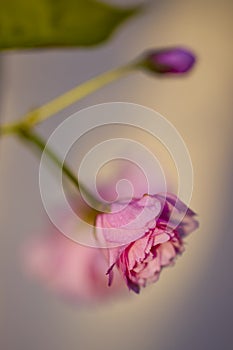 Branch of Prunus Kanzan cherry. Pink double flowers and green leaves