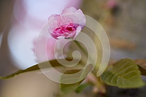 Branch of Prunus Kanzan cherry. Pink double flowers and green leaves