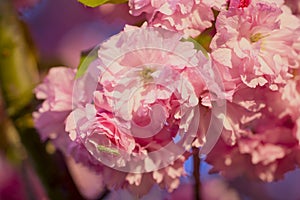 Branch of Prunus Kanzan cherry. Pink double flowers and green leaves