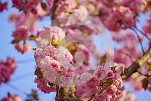 Branch of Prunus Kanzan cherry. Pink double flowers and green leaves