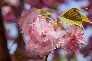 Branch of Prunus Kanzan cherry. Pink double flowers and green leaves