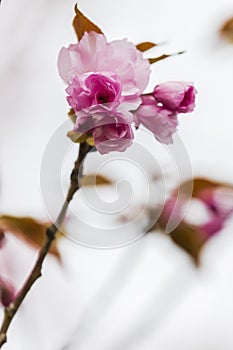 Branch of Prunus Kanzan cherry with pink double flowers and red leaves.