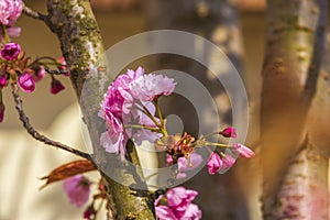 Branch of Prunus Kanzan cherry with pink double flowers and red leaves.