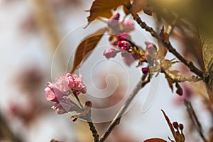 Branch of Prunus Kanzan cherry with pink double flowers and red leaves.